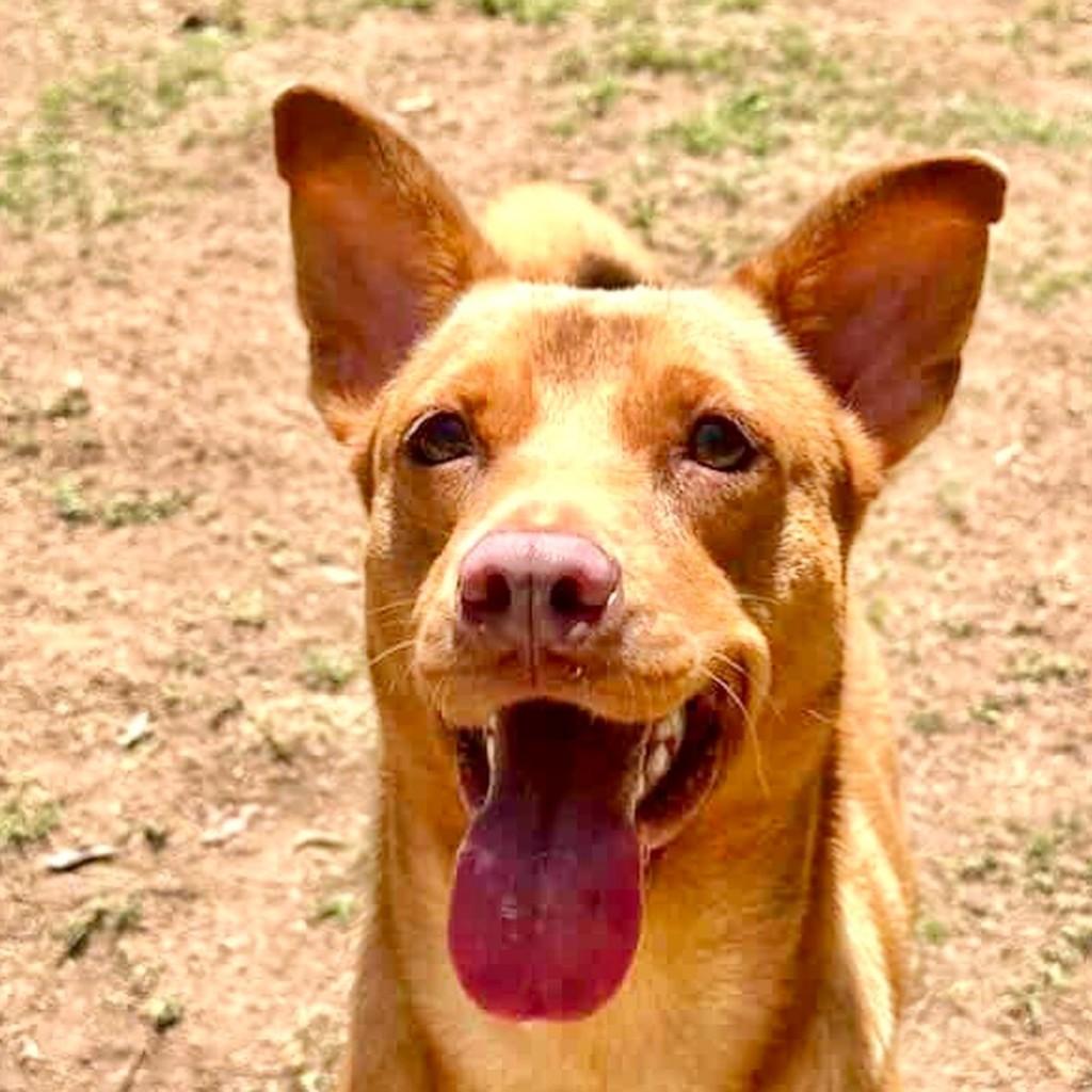 Luke, cachorro de porte médio para adoção em Vitória - ES