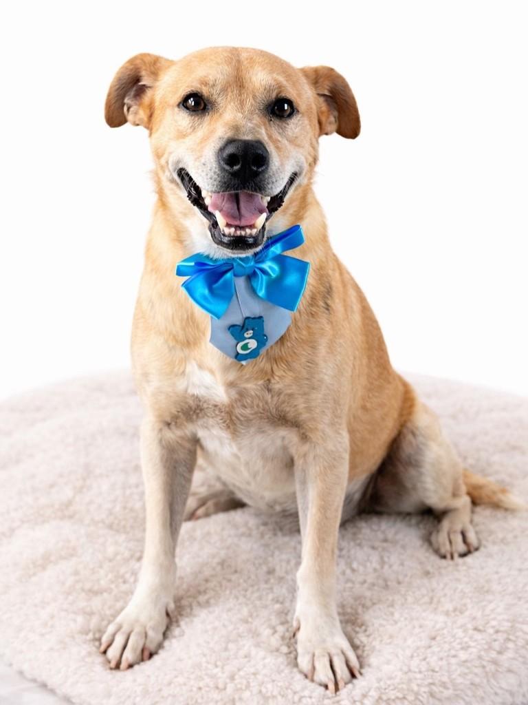 Marley, cachorro de porte médio para adoção em Vitória - ES