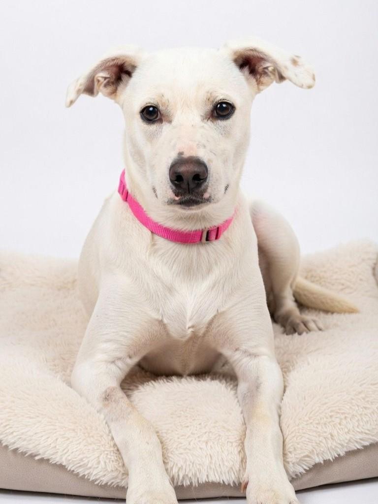 Bella, cachorro de porte médio para adoção em Vitória - ES