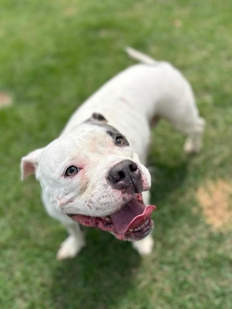 Nina, cachorro de porte médio para adoção em Vitória - ES