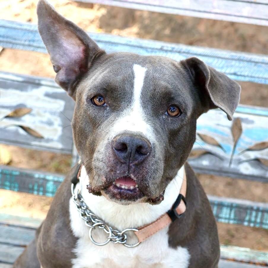 Amora, cachorro de porte médio para adoção em Vitória - ES