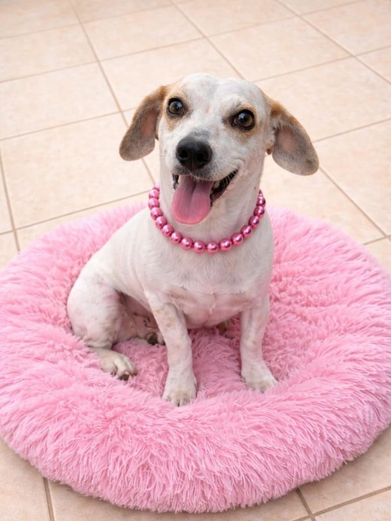 Branca, cachorro de porte pequeno para adoção em Vitória - ES