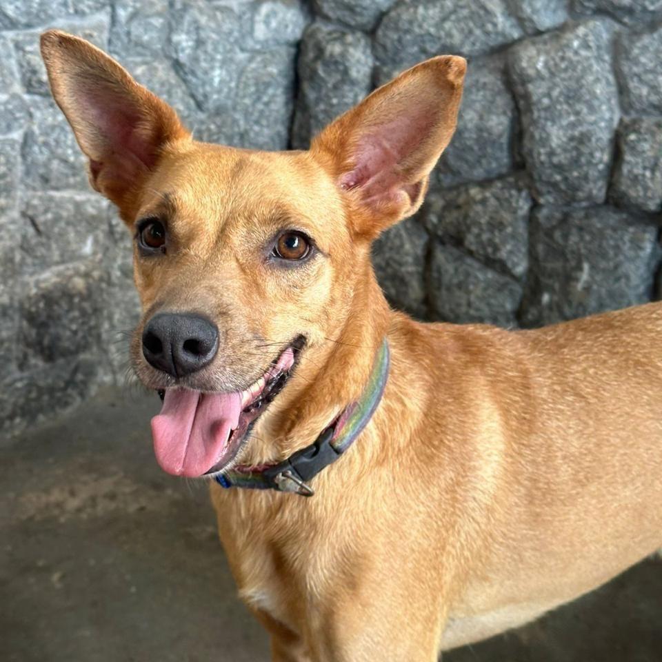 Noel, cachorro de porte médio para adoção em Vitória - ES
