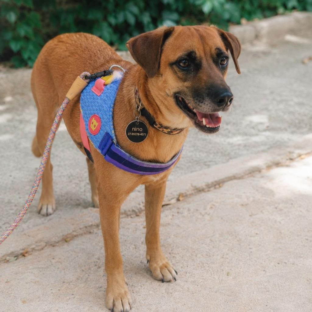 Ninno, cachorro de porte médio para adoção em Vitória - ES