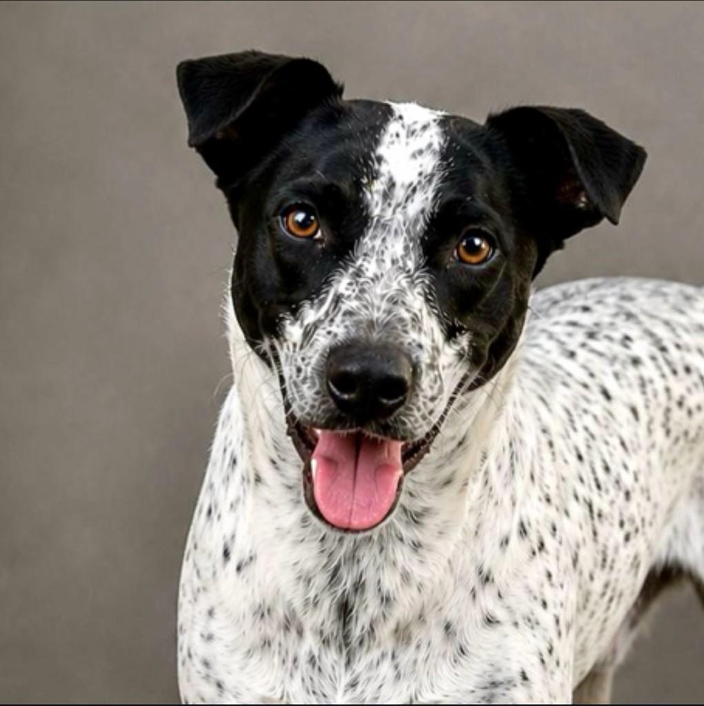 Flock, cachorro de porte médio para adoção em Serra - ES