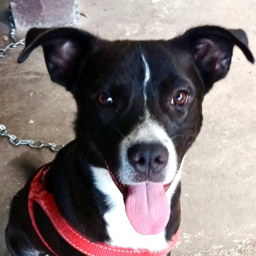 Huck, cachorro de porte médio para adoção em Vitória - ES
