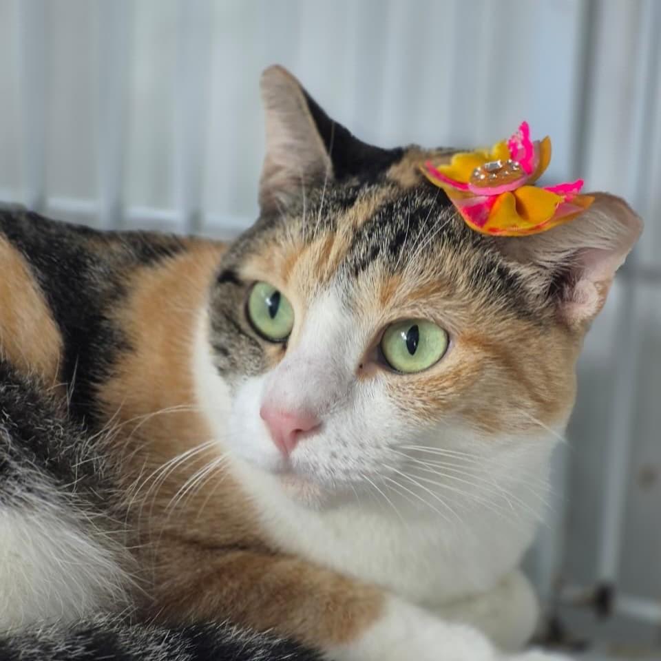 Tricosinha, gata de porte pequeno para adoção em Vitória - ES