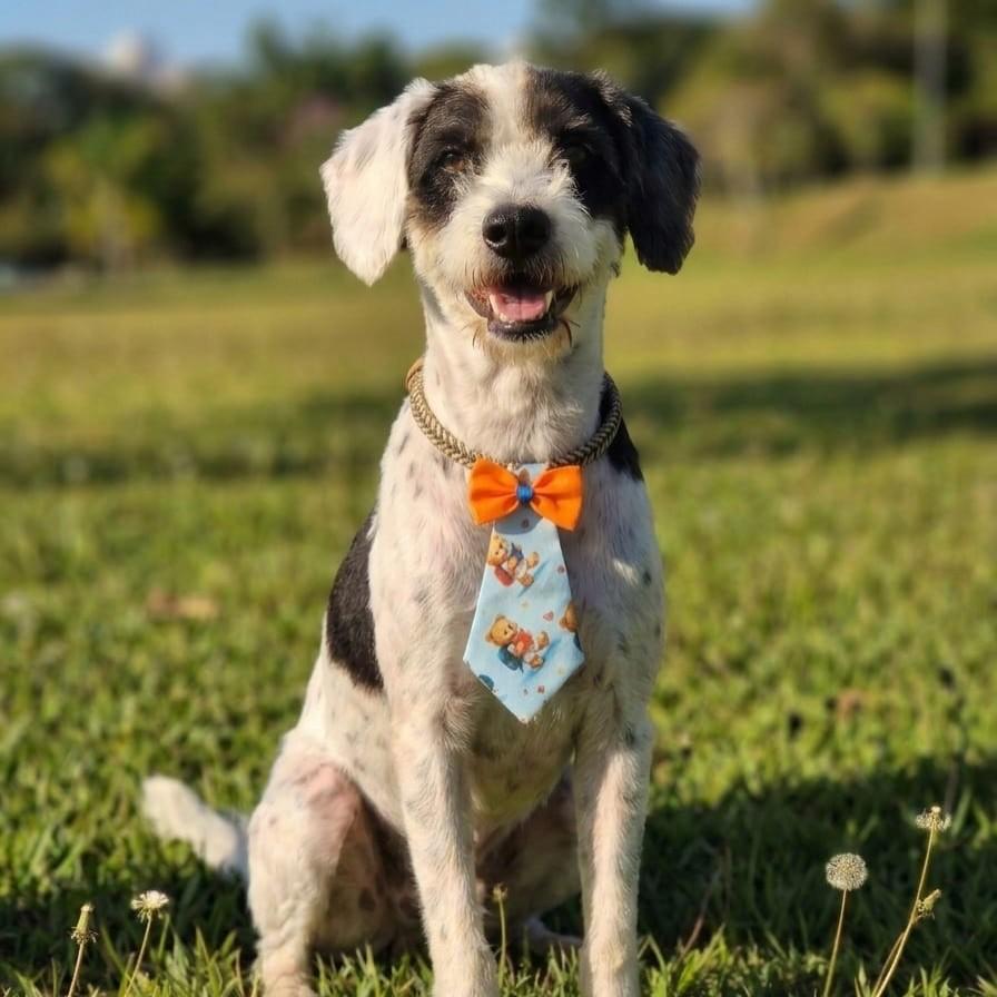 Rodolfo, cachorro de porte médio para adoção em Vitória - ES