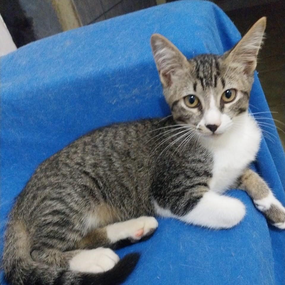 Frederico, gato de porte pequeno para adoção em Vitória - ES