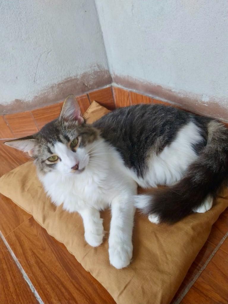 Cadu, gato de porte pequeno para adoção em Vitória - ES