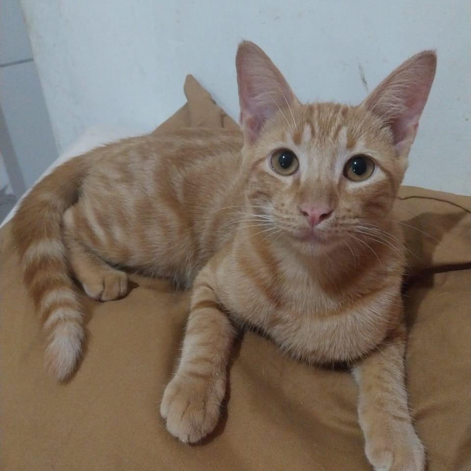 Nino, gato de porte pequeno para adoção em Vitória - ES