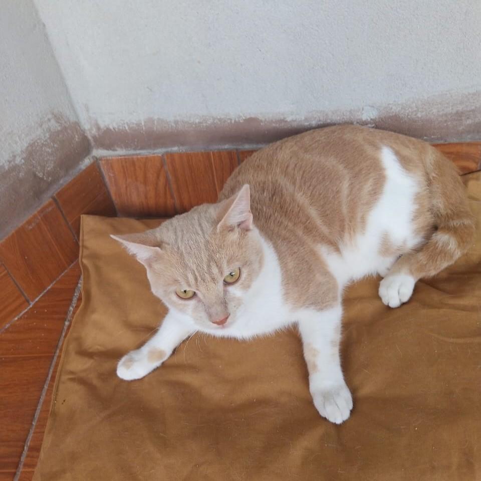Heitor, gato de porte pequeno para adoção em Vitória - ES