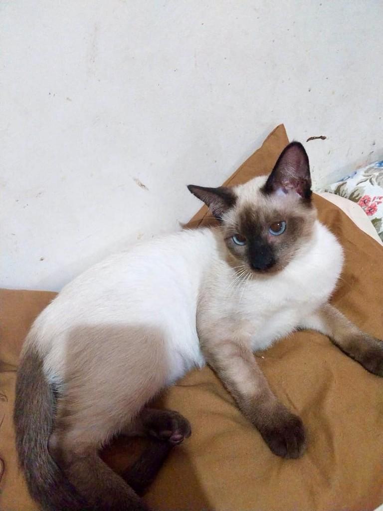 Arthur, gato para adoção em Vitória - ES