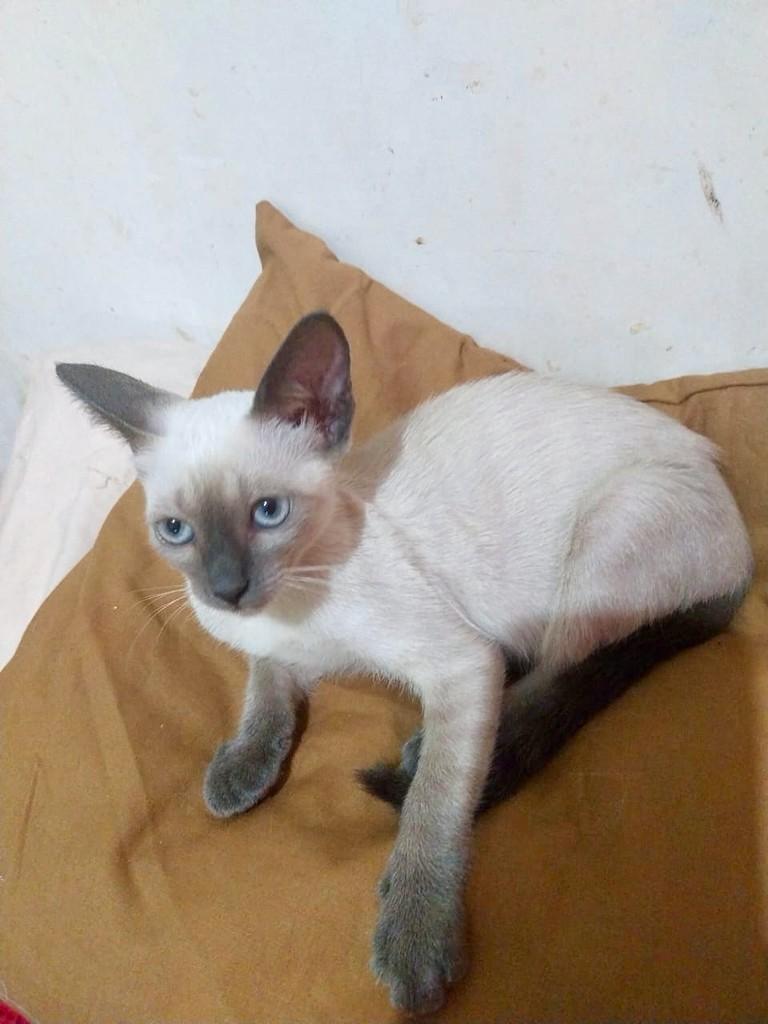 Bia, gata de porte pequeno para adoção em Vitória - ES