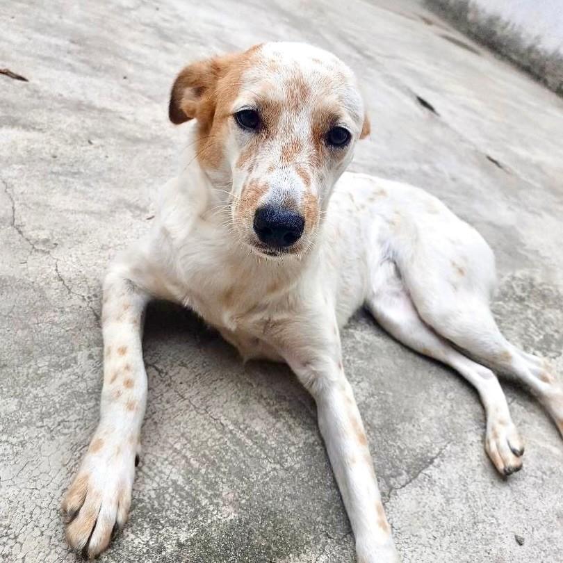Mel, cadela de porte médio para adoção em Vitória - ES