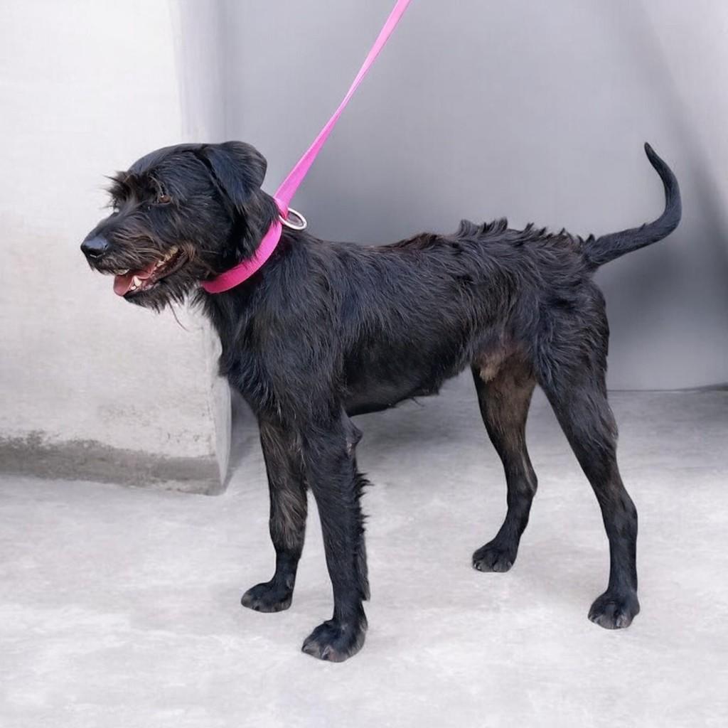 Black Angel, cachorro de porte médio para adoção em Vitória - ES
