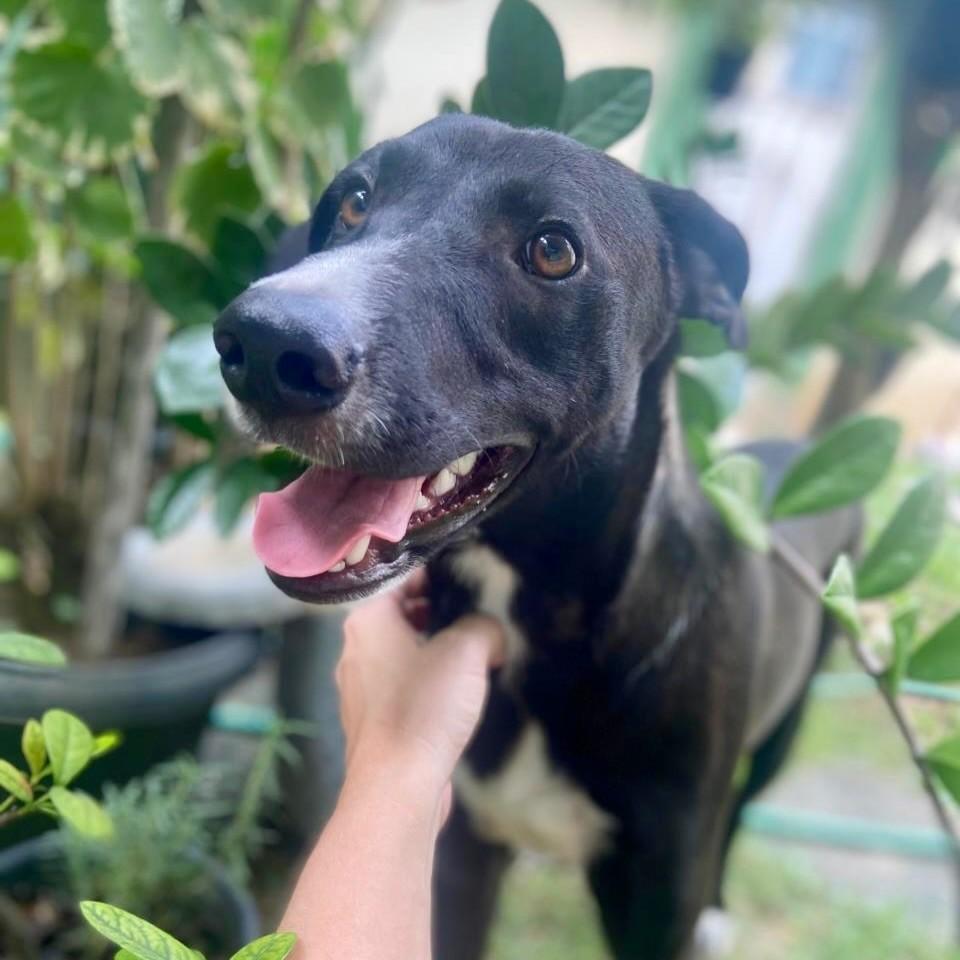 Jorginho, cachorro de porte médio para adoção em Vitória - ES