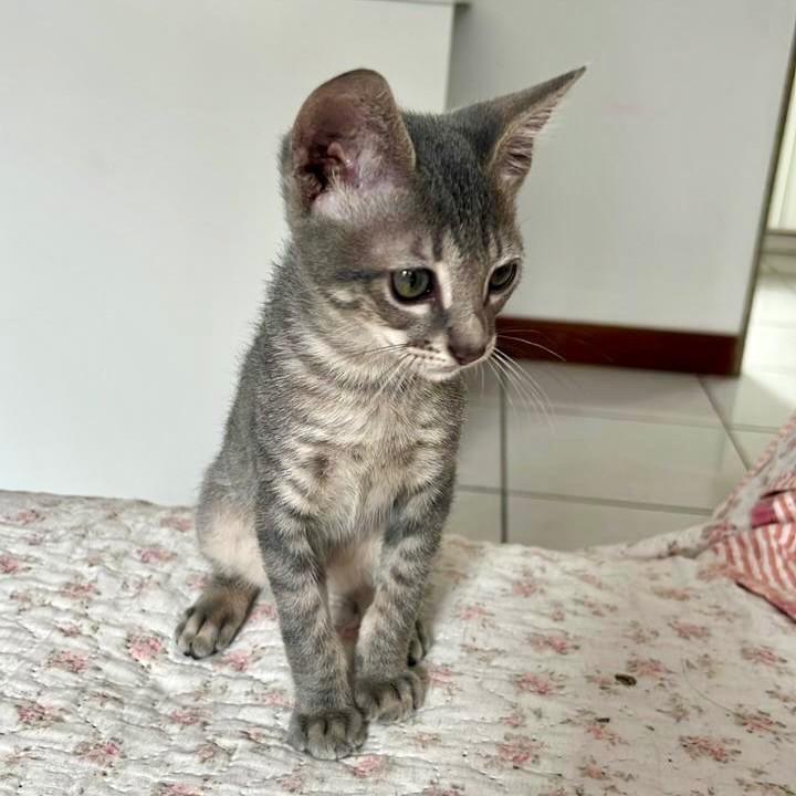 José, gato de porte pequeno para adoção em Vitória - ES