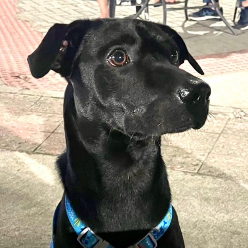 Tino, cachorro de porte médio para adoção em Vitória - ES