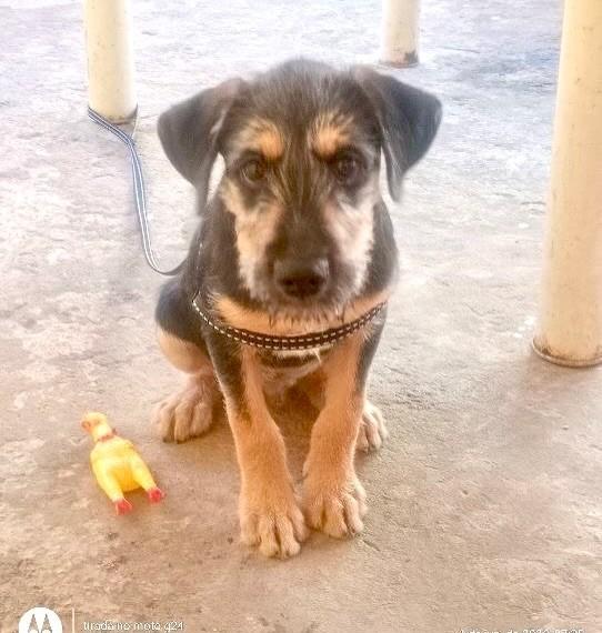 Zeca, cachorro de porte médio para adoção em Vitória - ES