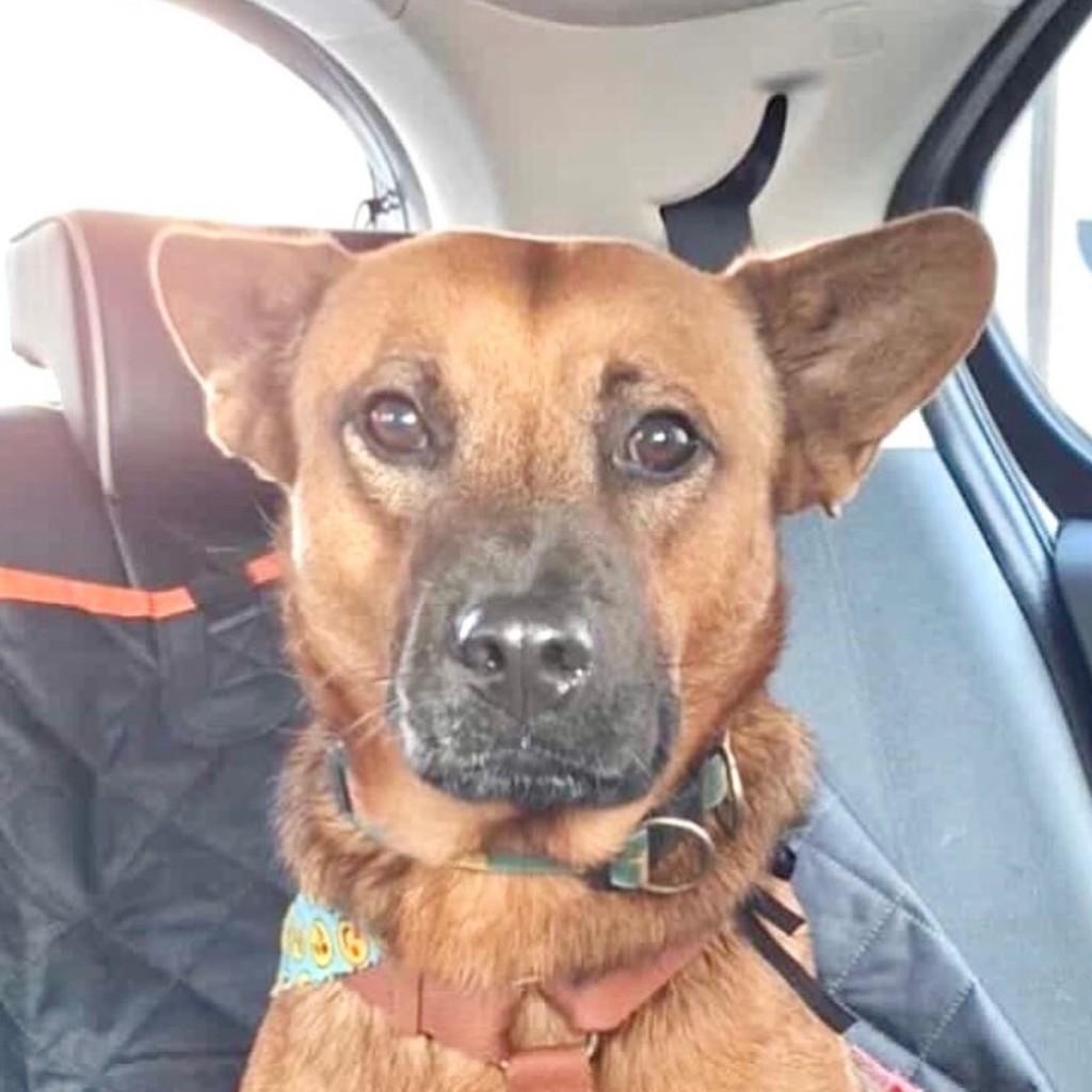 Melinho, cachorro de porte médio para adoção em Vitória - ES