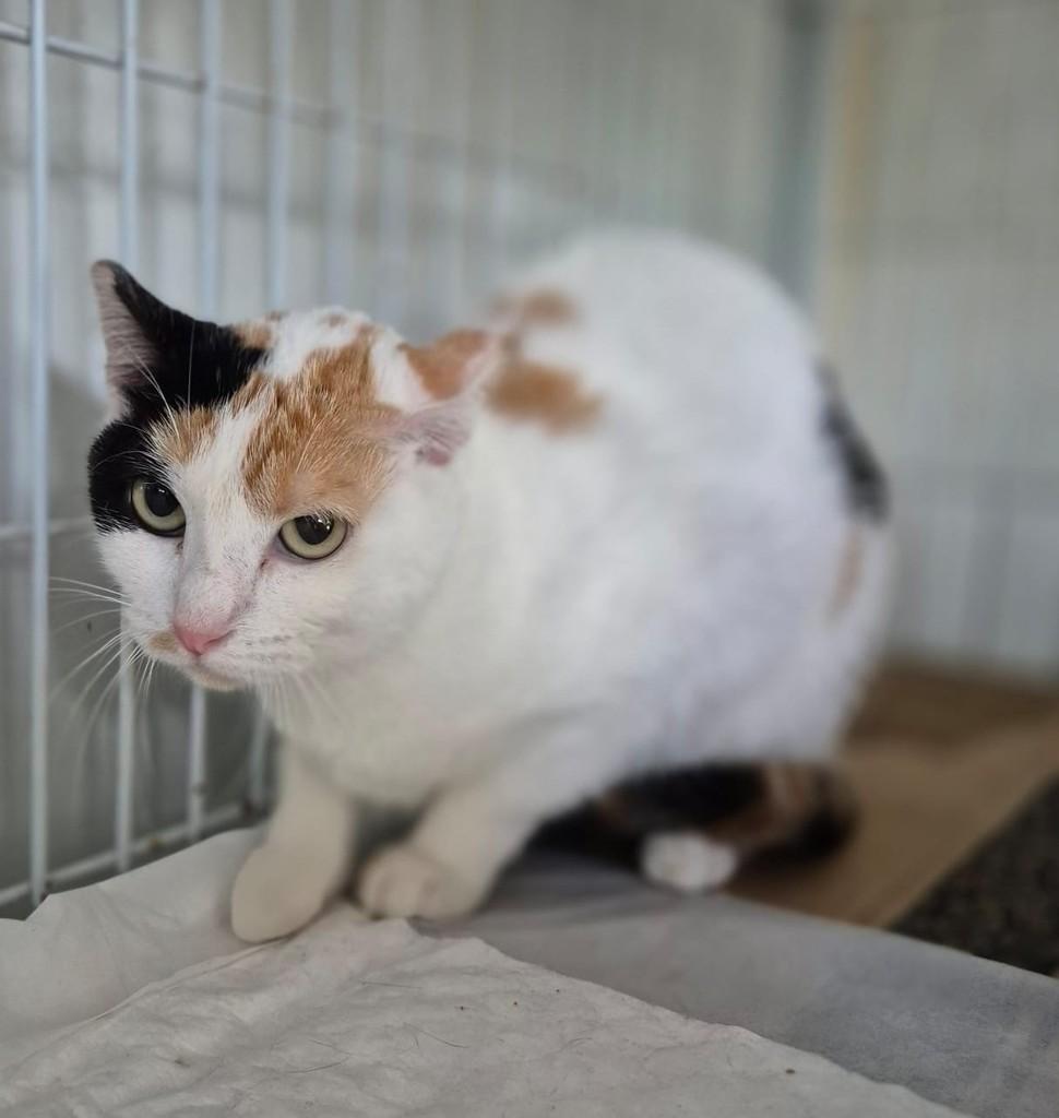 Jully, gata de porte pequeno para adoção em Vitória - ES