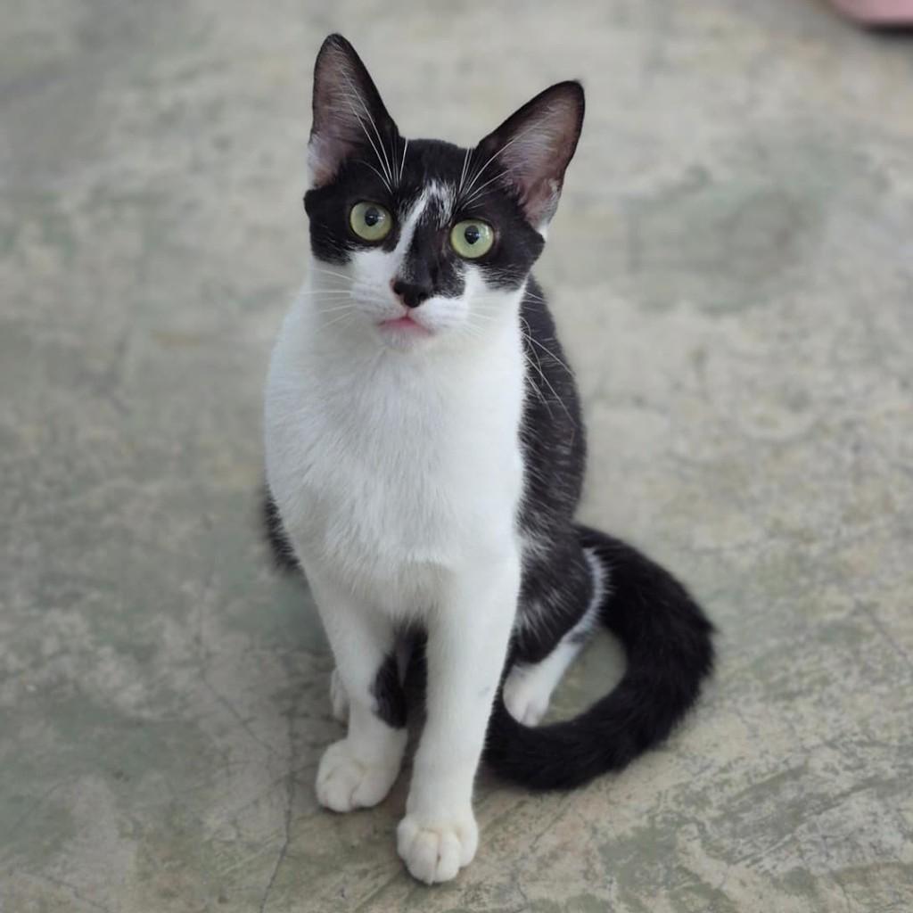 Yoshi, gato de porte pequeno para adoção em Vitória - ES