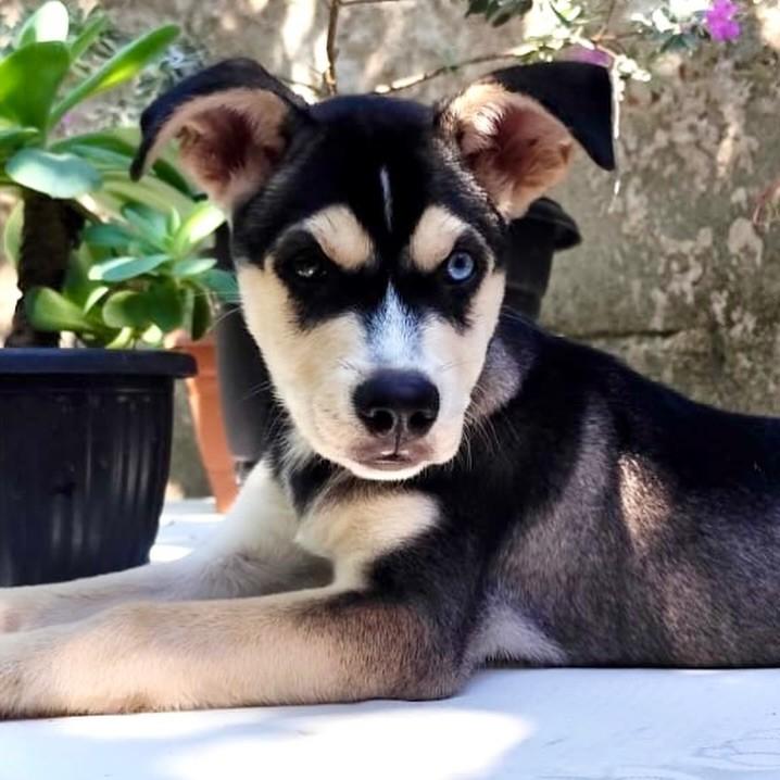 Apolo, cachorro de porte médio para adoção em Vitória - ES
