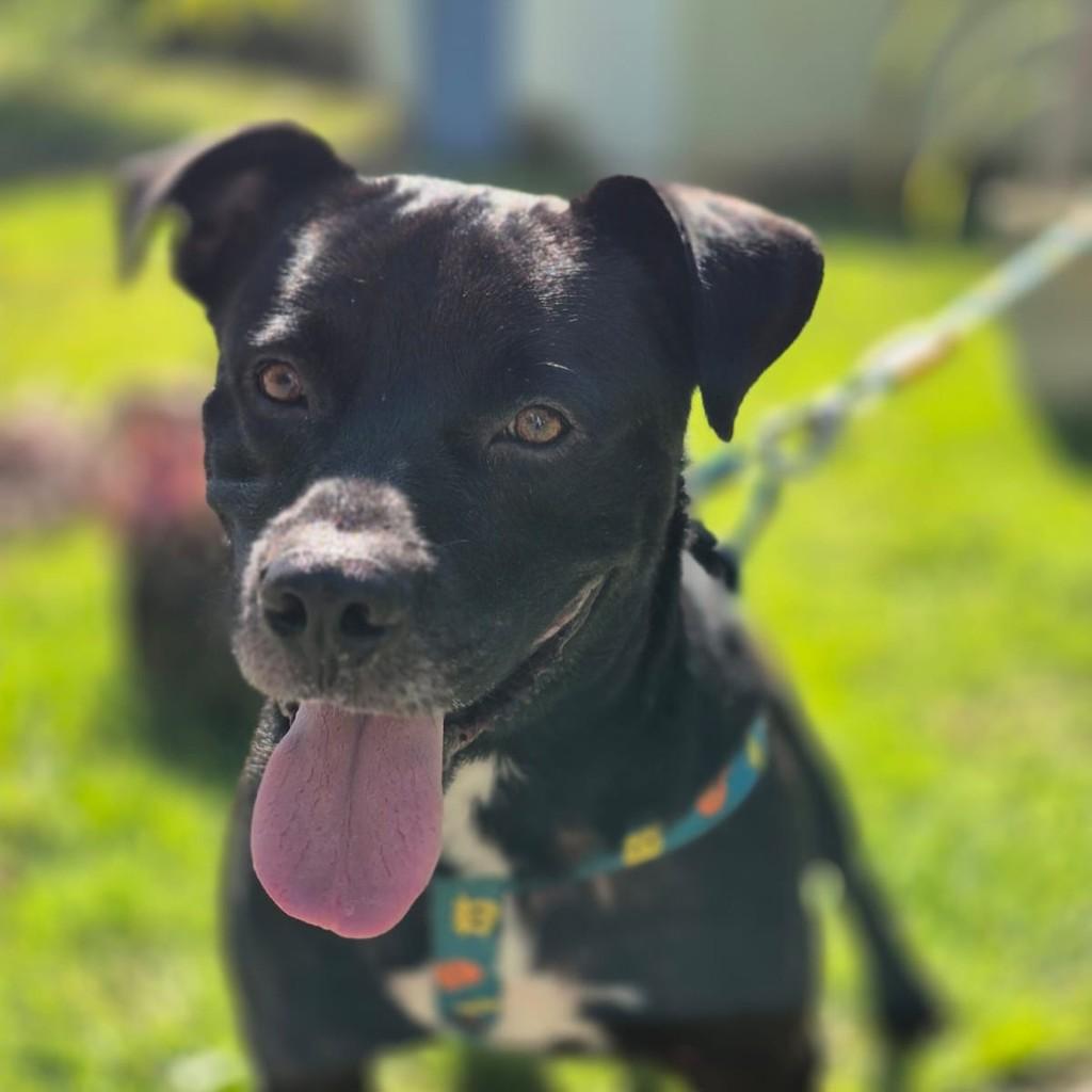 Onix, cachorro de porte médio para adoção em Vitória - ES