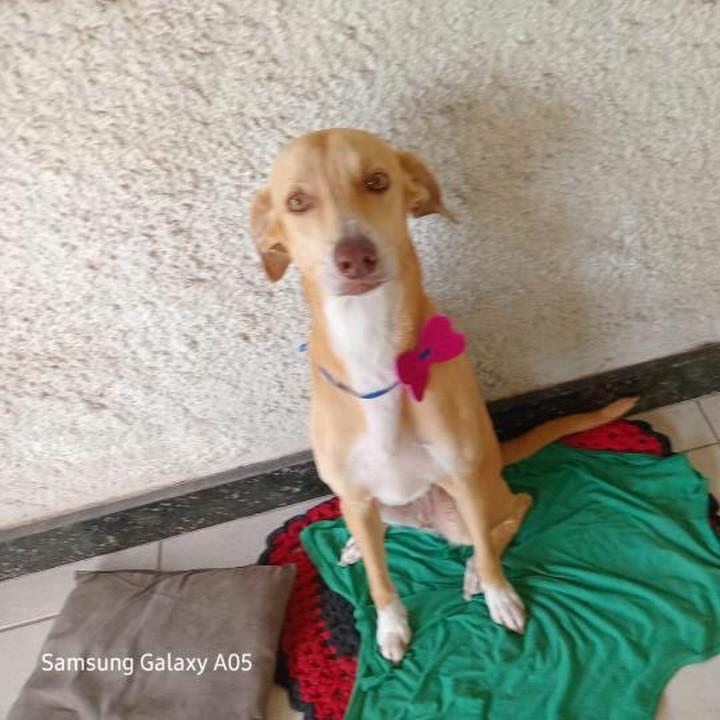 Shakira, cadela de porte médio para adoção em Vitória - ES