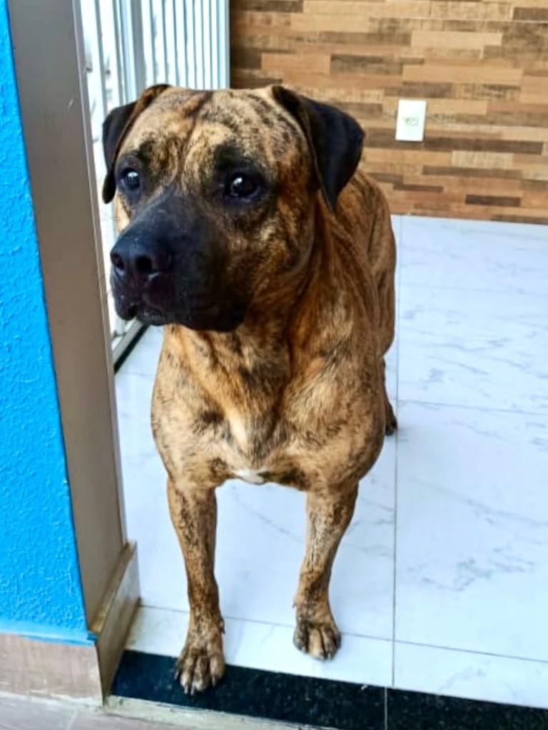 Bubu, cachorro de porte grande para adoção em Vitória - ES