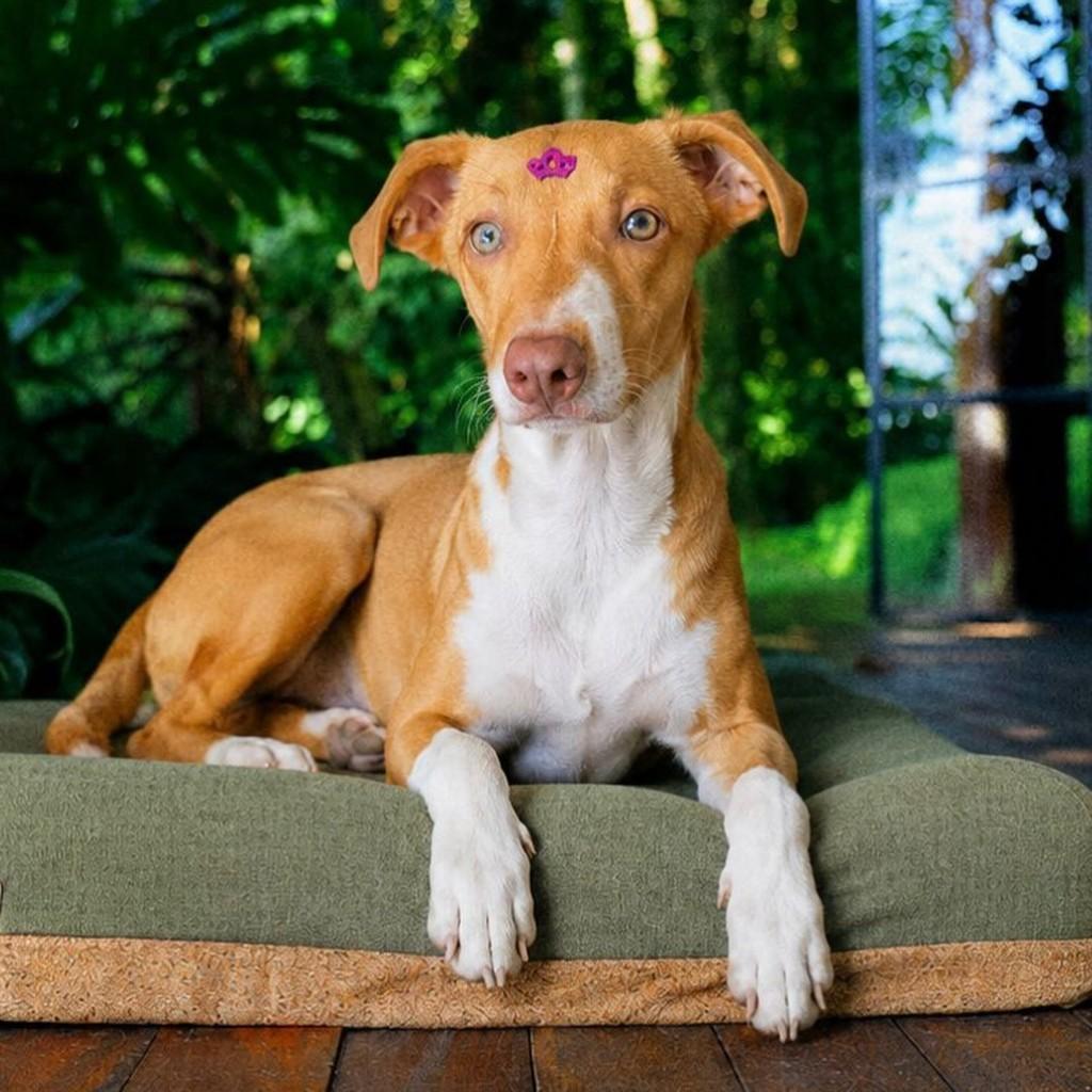 Lua, cadela de porte médio para adoção em Vitória - ES
