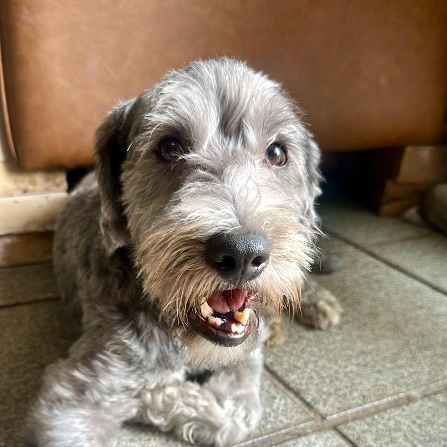 Ted, cachorro de porte médio para adoção em Vitória - ES