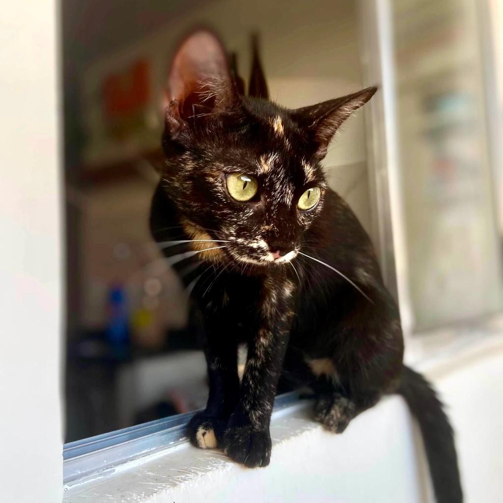 Margô, gata de porte pequeno para adoção em Vitória - ES