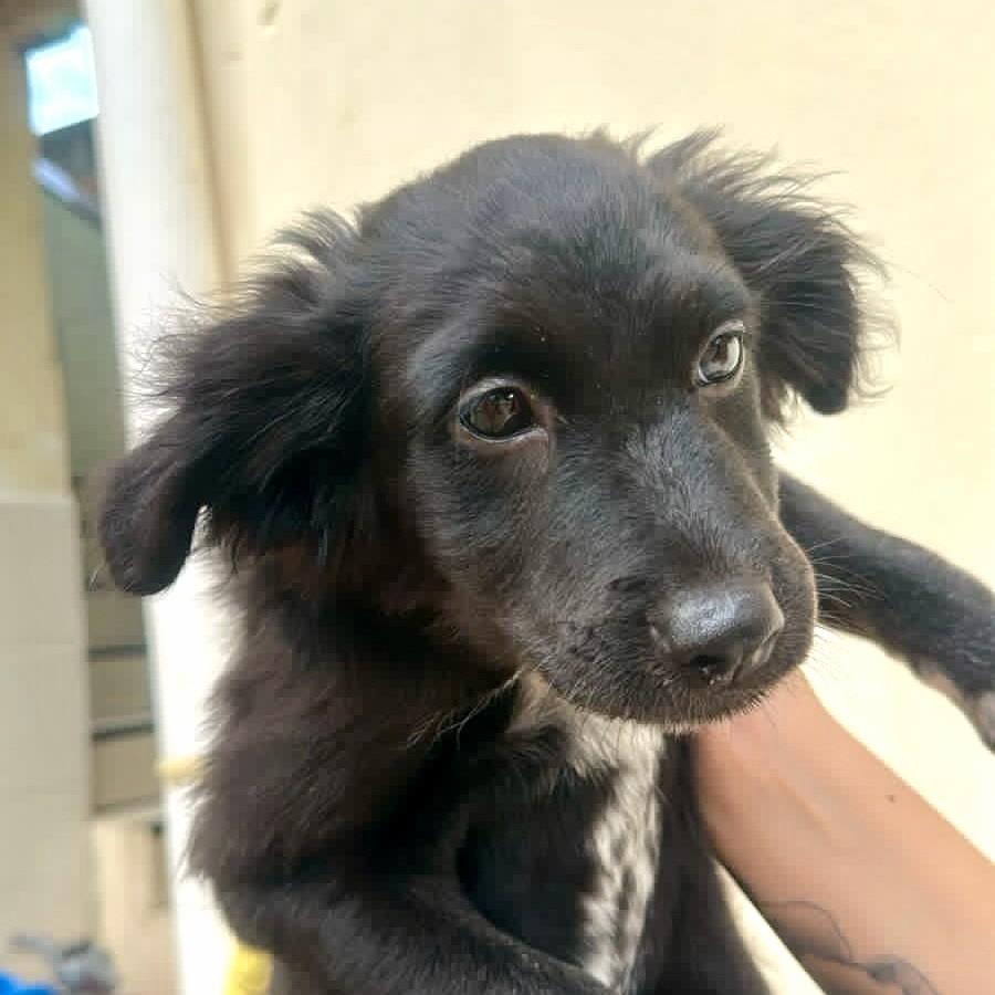 Black, cachorro para adoção em Vitória - ES
