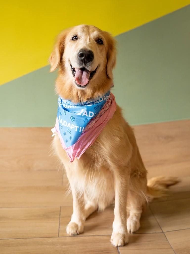 Carolina, cachorro de porte grande para adoção em Vitória - ES