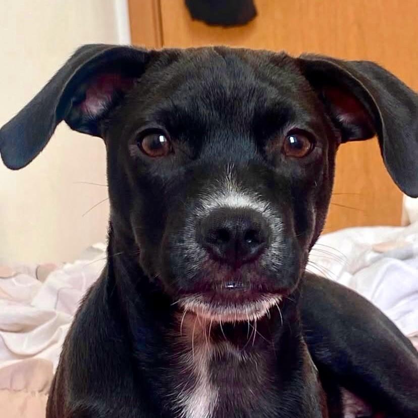Pretinho, cachorro de porte pequeno para adoção em Vitória - ES