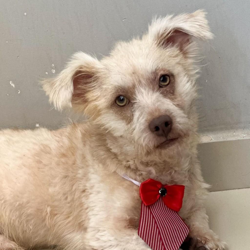 Zé, cachorro de porte pequeno para adoção em Vitória - ES