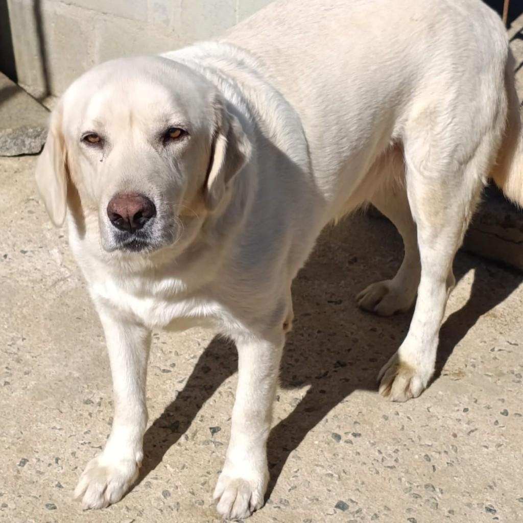 Adam, cachorro de porte grande para adoção em Vitória - ES