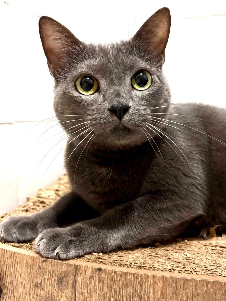 Mila, gata de porte pequeno para adoção em Vitória - ES