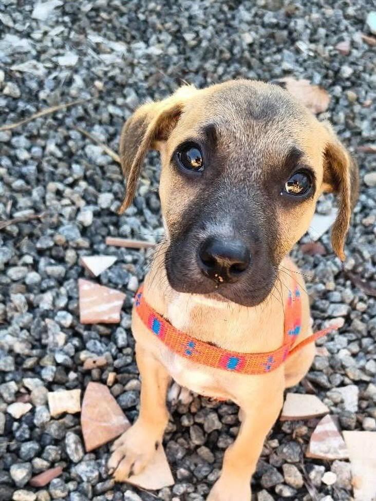 Pingo, cachorro de porte médio para adoção em Vitória - ES