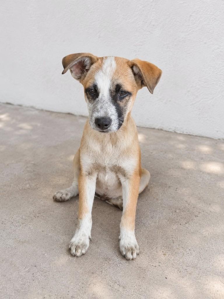 Grandito, cachorro de porte médio para adoção em Vitória - ES