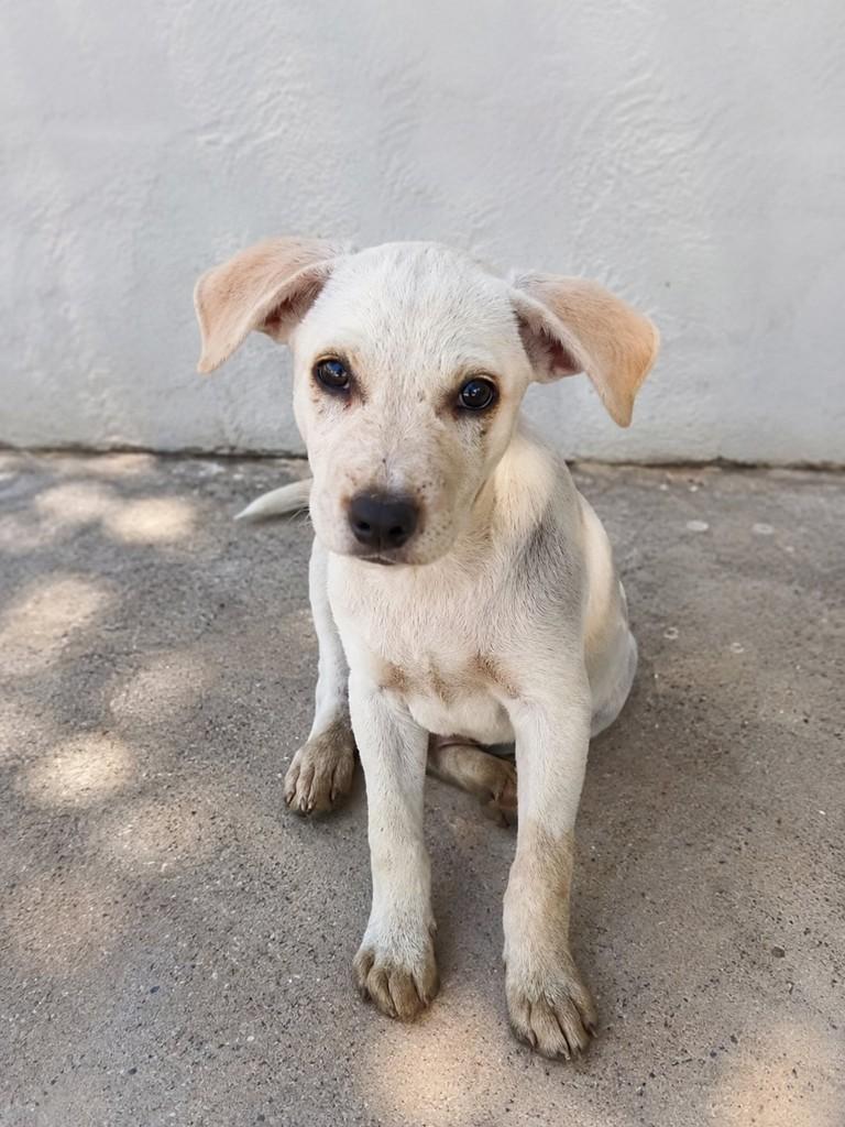 Branquinho, cachorro de porte médio para adoção em Vitória - ES