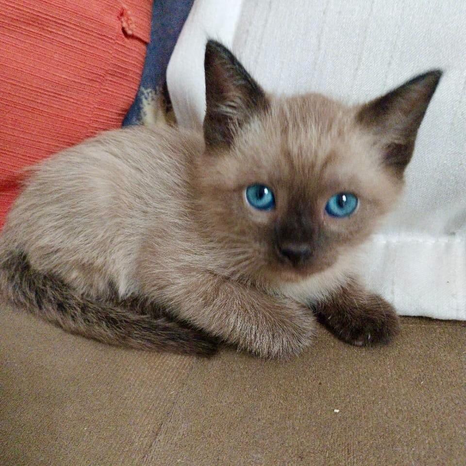 Nik, gato de porte pequeno para adoção em Vitória - ES