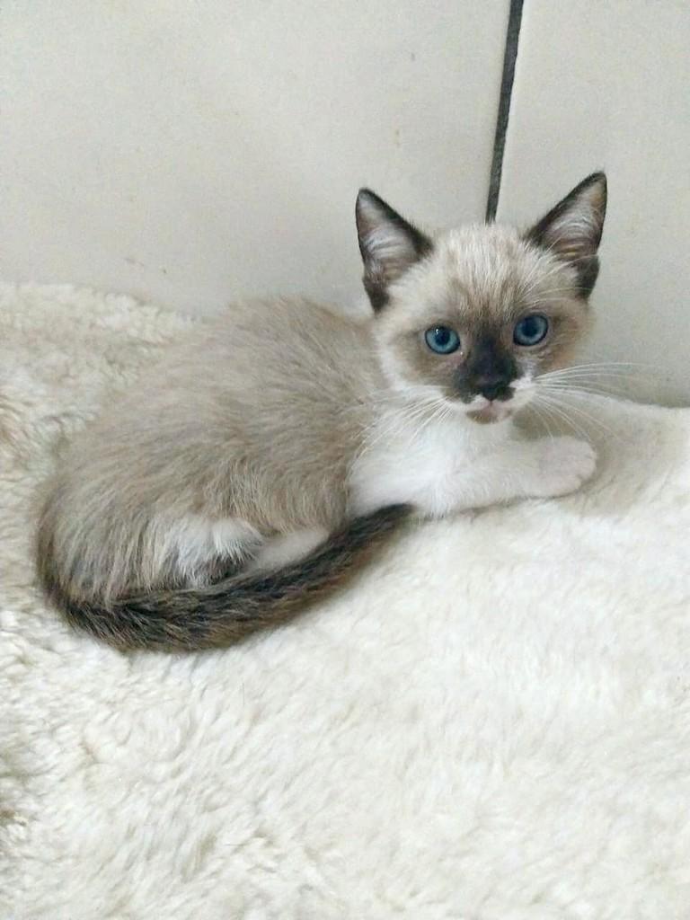 Luke, gato de porte pequeno para adoção em Vitória - ES