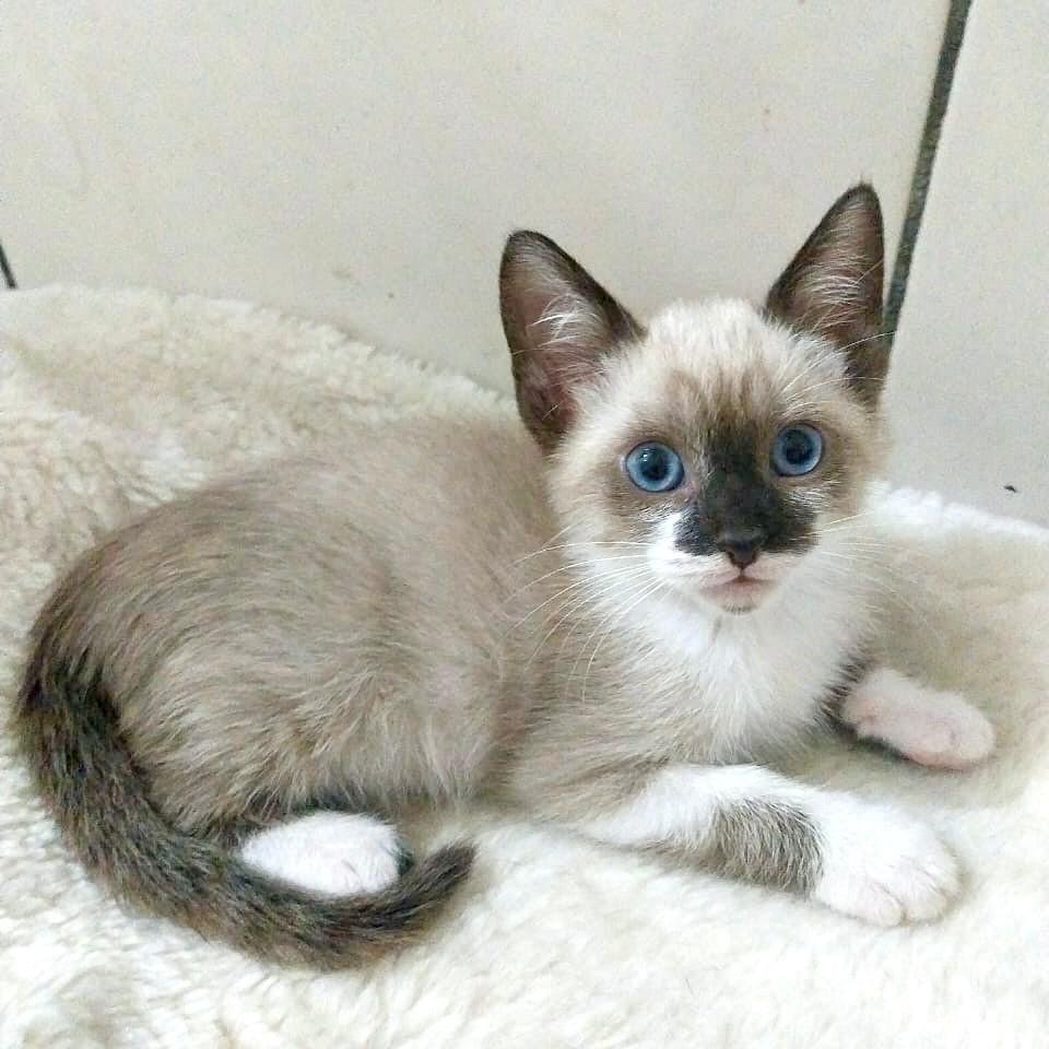 Mayla, gata de porte pequeno para adoção em Vitória - ES