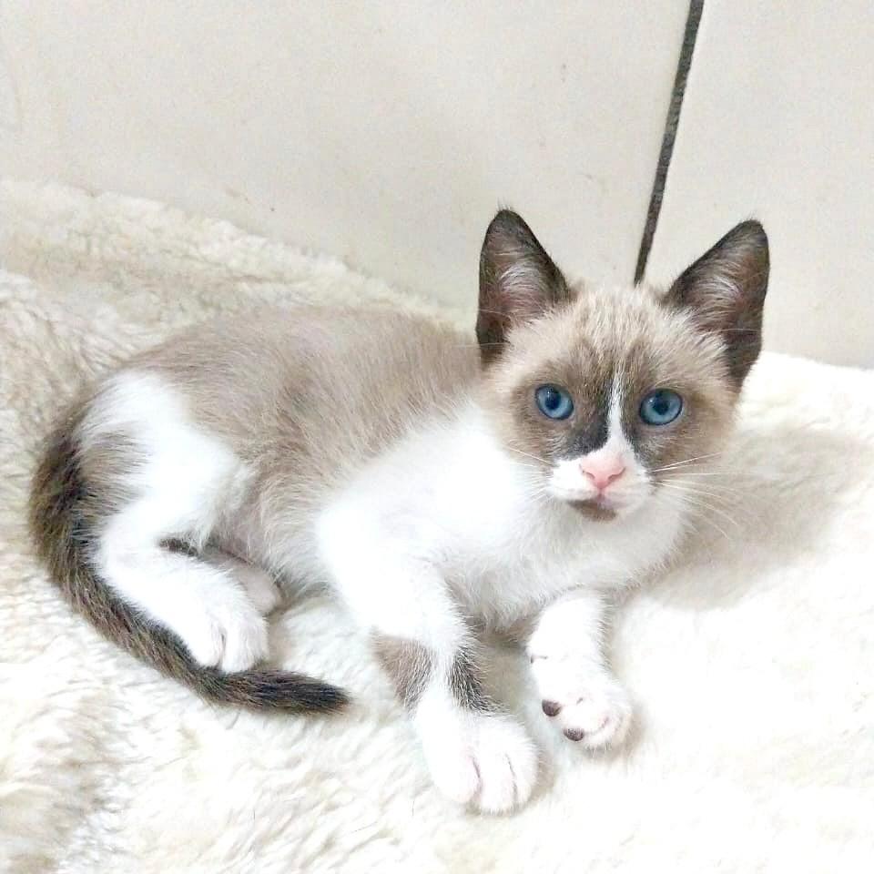 Mary, gata de porte pequeno para adoção em Vitória - ES