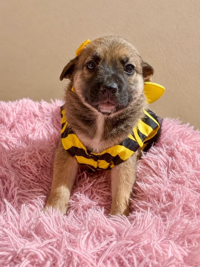 Pitica, cachorro para adoção em Vitória - ES