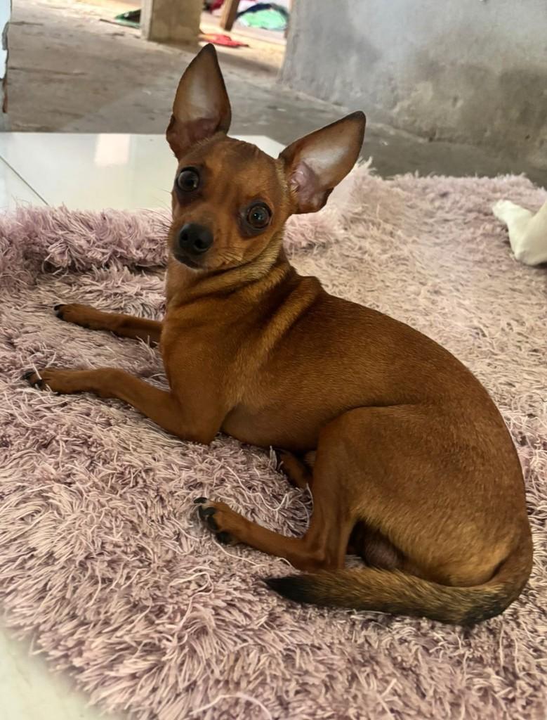 Theodoro, cachorro de porte pequeno para adoção em Vitória - ES