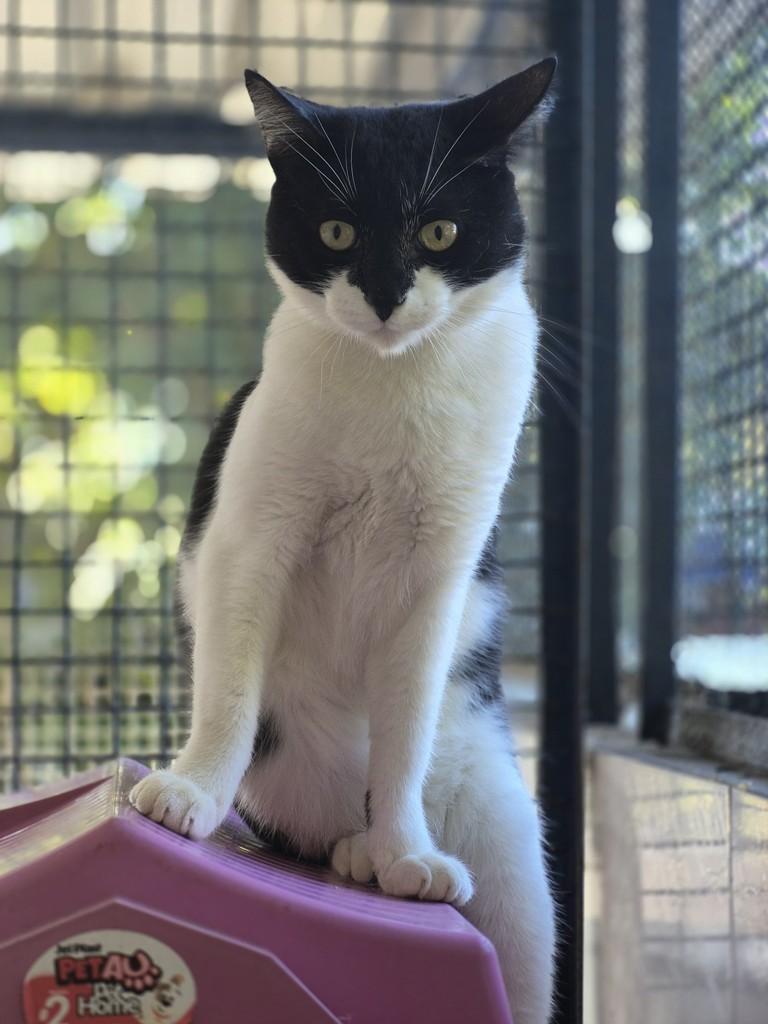 Zeca, gato de porte pequeno para adoção em Vitória - ES